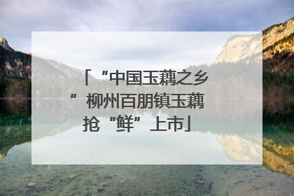 “中国玉藕之乡”柳州百朋镇玉藕抢“鲜”上市