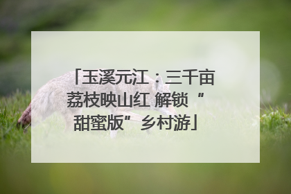 玉溪元江：三千亩荔枝映山红 解锁“甜蜜版”乡村游