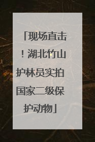 现场直击！湖北竹山护林员实拍国家二级保护动物