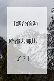 烟台的海鸥都去哪儿了？