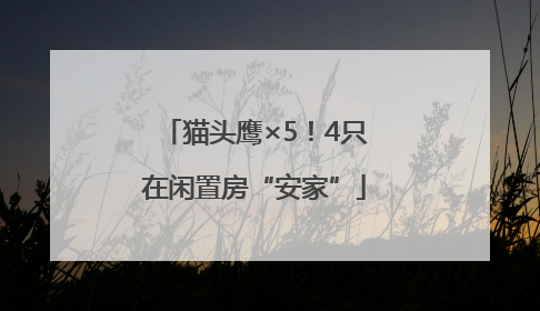 猫头鹰×5！4只在闲置房“安家”