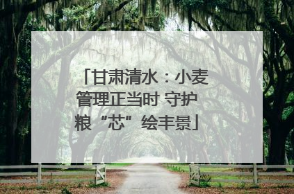甘肃清水：小麦管理正当时 守护粮“芯”绘丰景