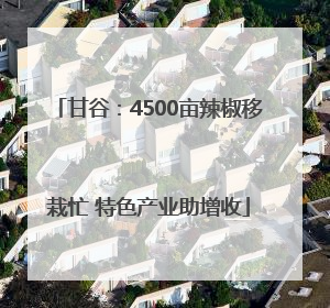 甘谷：4500亩辣椒移栽忙 特色产业助增收