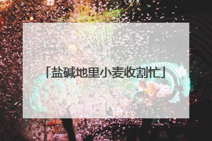 盐碱地里小麦收割忙