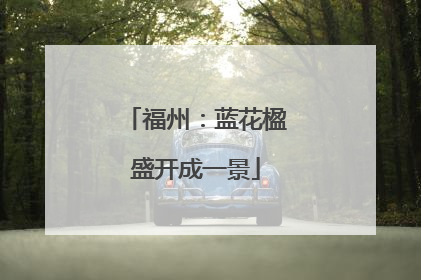 福州：蓝花楹盛开成一景