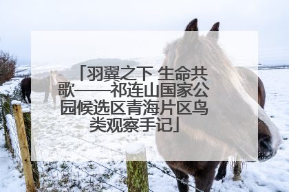 羽翼之下 生命共歌——祁连山国家公园候选区青海片区鸟类观察手记