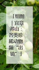 组图｜宜章莽山：各类珍稀动物频“出镜”
