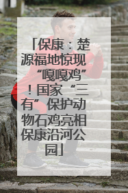 保康：楚源福地惊现“嘎嘎鸡”！国家“三有”保护动物石鸡亮相保康沿河公园