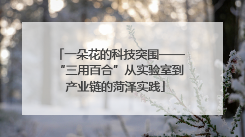 一朵花的科技突围——“三用百合”从实验室到产业链的菏泽实践
