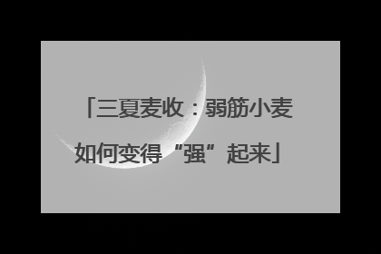 三夏麦收：弱筋小麦如何变得“强”起来