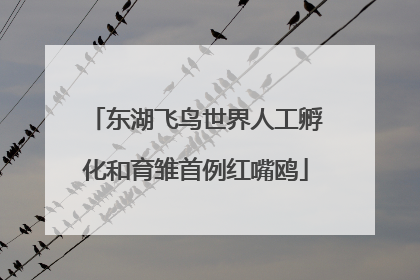 东湖飞鸟世界人工孵化和育雏首例红嘴鸥