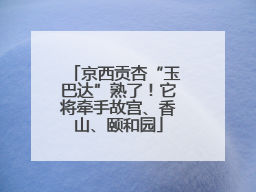 京西贡杏“玉巴达”熟了！它将牵手故宫、香山、颐和园