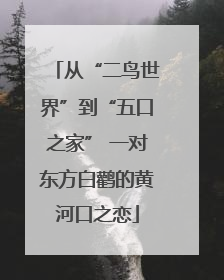 从“二鸟世界”到“五口之家” 一对东方白鹳的黄河口之恋