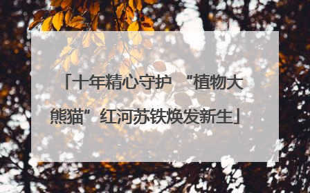 十年精心守护 “植物大熊猫”红河苏铁焕发新生