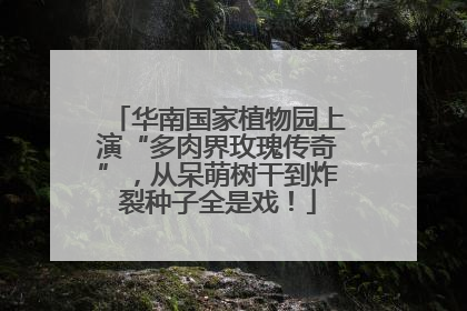 华南国家植物园上演“多肉界玫瑰传奇”，从呆萌树干到炸裂种子全是戏！