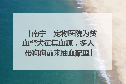 南宁一宠物医院为贫血警犬征集血源，多人带狗狗前来抽血配型