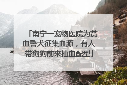 南宁一宠物医院为贫血警犬征集血源，有人带狗狗前来抽血配型