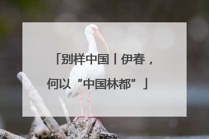 别样中国丨伊春，何以“中国林都”