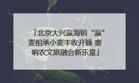北京大兴瀛海镇“瀛”麦相承小麦丰收开镰 奏响农文旅融合新乐章