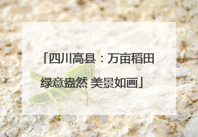 四川高县：万亩稻田绿意盎然 美景如画