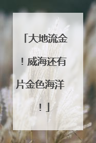 大地流金！威海还有片金色海洋！