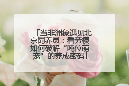 当非洲象遇见北京饲养员：看劳模如何破解“吨位萌宠”的养成密码