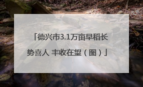 德兴市3.1万亩早稻长势喜人 丰收在望（图）