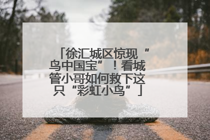 徐汇城区惊现“鸟中国宝”！看城管小哥如何救下这只“彩虹小鸟”