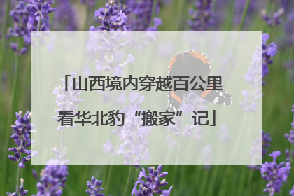 山西境内穿越百公里 看华北豹“搬家”记