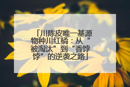 川陈皮唯一基源物种川红橘：从“被淘汰”到“香饽饽”的逆袭之路