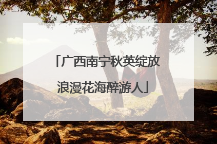 广西南宁秋英绽放 浪漫花海醉游人