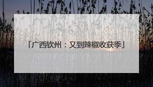 广西钦州：又到辣椒收获季