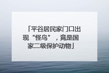 平谷居民家门口出现“怪鸟”，竟是国家二级保护动物
