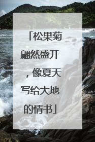 松果菊翩然盛开，像夏天写给大地的情书