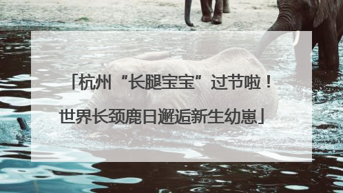 杭州“长腿宝宝”过节啦！世界长颈鹿日邂逅新生幼崽