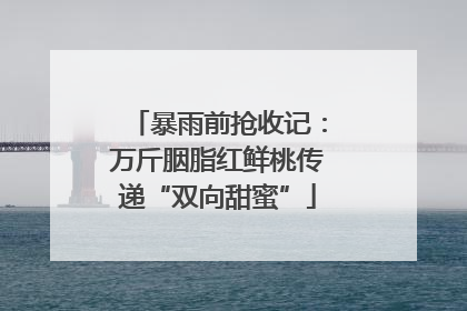 暴雨前抢收记：万斤胭脂红鲜桃传递“双向甜蜜”