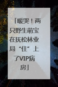 暖哭！两只野生萌宝在抚松林业局“住”上了VIP病房