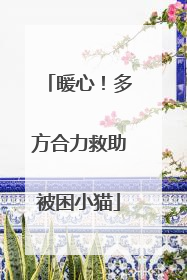 暖心！多方合力救助被困小猫