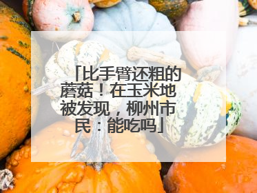 比手臂还粗的蘑菇！在玉米地被发现，柳州市民：能吃吗