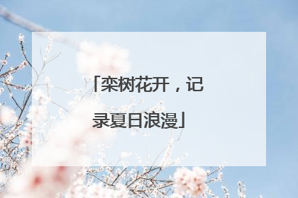 栾树花开，记录夏日浪漫