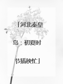 河北秦皇岛：初夏时节插秧忙