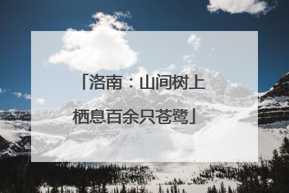洛南：山间树上栖息百余只苍鹭