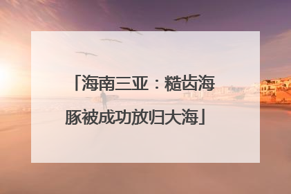 海南三亚：糙齿海豚被成功放归大海