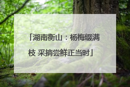 湖南衡山：杨梅缀满枝 采摘尝鲜正当时