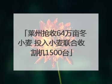 莱州抢收64万亩冬小麦 投入小麦联合收割机1500台