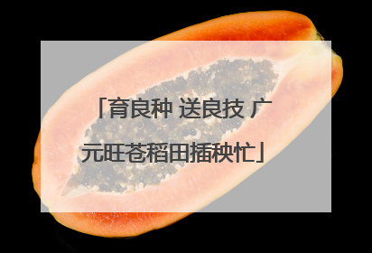 育良种 送良技 广元旺苍稻田插秧忙