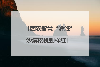 西农智慧“灌溉” 沙漠樱桃别样红