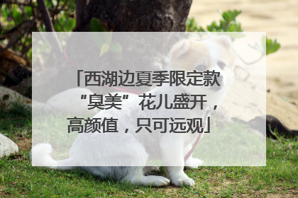西湖边夏季限定款“臭美”花儿盛开，高颜值，只可远观