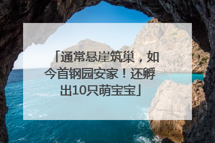 通常悬崖筑巢，如今首钢园安家！还孵出10只萌宝宝