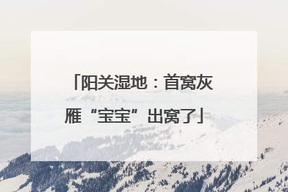 阳关湿地：首窝灰雁“宝宝”出窝了